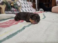 Cider, a male Miniature Bernedoodle for sale in Lake City, FL – Photo 3 of 3