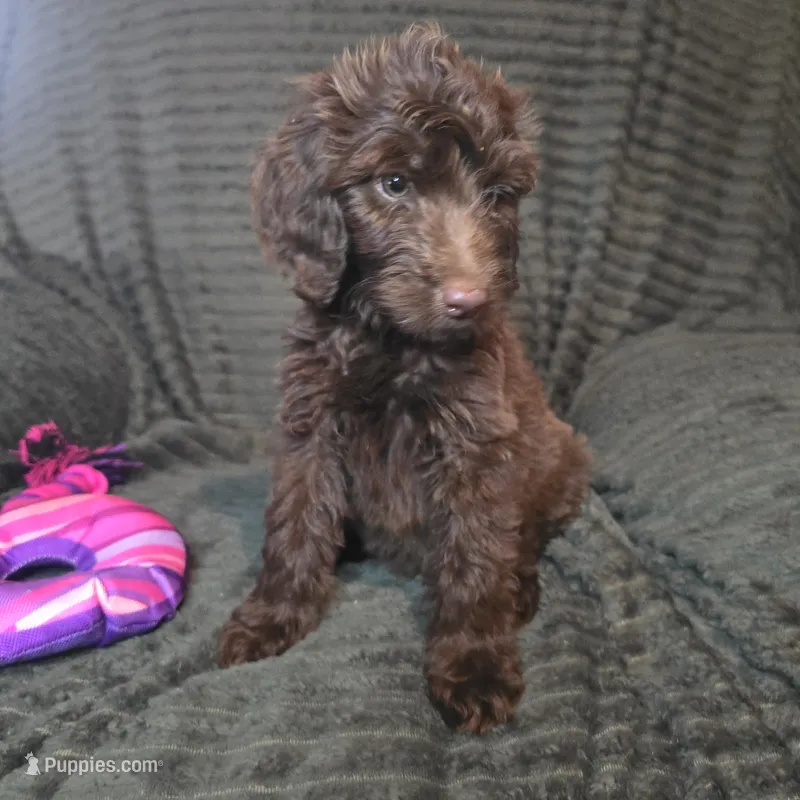 Roisin – Irish Doodle puppy for sale in Lake City, FL