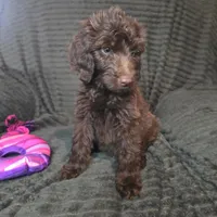 Roisin, a female Irish Doodle for sale in Lake City, FL – 1 of 6