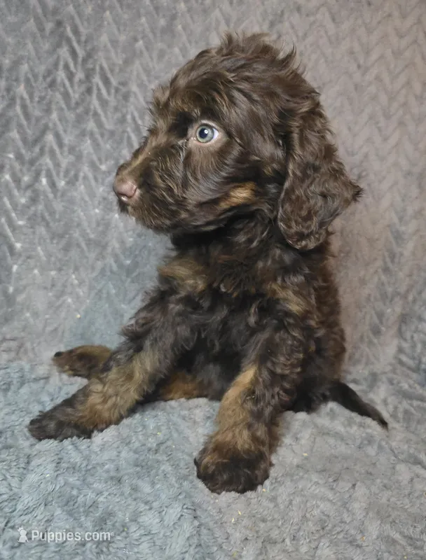 Sullivan – Irish Doodle puppy for sale in Lake City, FL