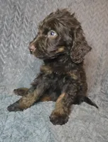 Sullivan, a male Irish Doodle for sale in Lake City, FL – 1 of 8
