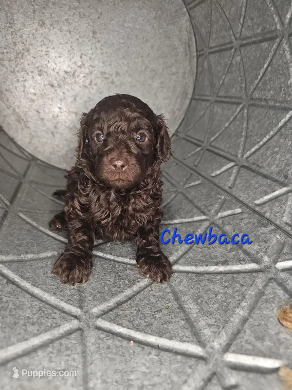 Chewbaca – Cockapoo puppy for sale in Lake City, FL