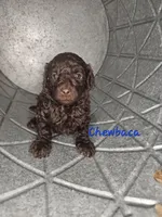 Chewbaca, a male Cockapoo for sale in Lake City, FL – Photo 1 of 3