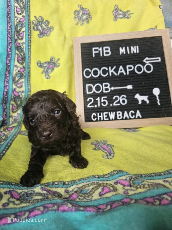 Chewbaca – Cockapoo puppy for sale in Lake City, FL