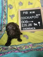 Chewbaca, a male Cockapoo for sale in Lake City, FL – Photo 1 of 2