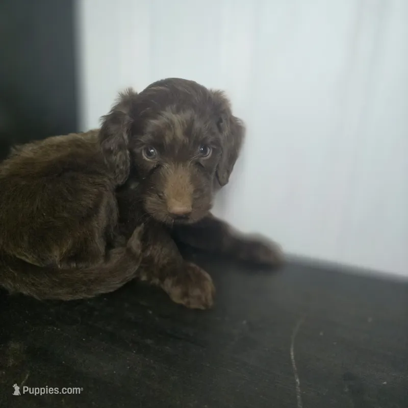 Aisling – Irish Doodle puppy for sale in Lake City, FL