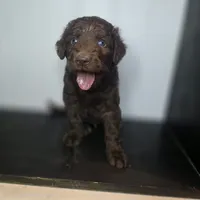 Slinky Dog, a male Goldendoodle for sale in Lake City, FL – 4 of 5