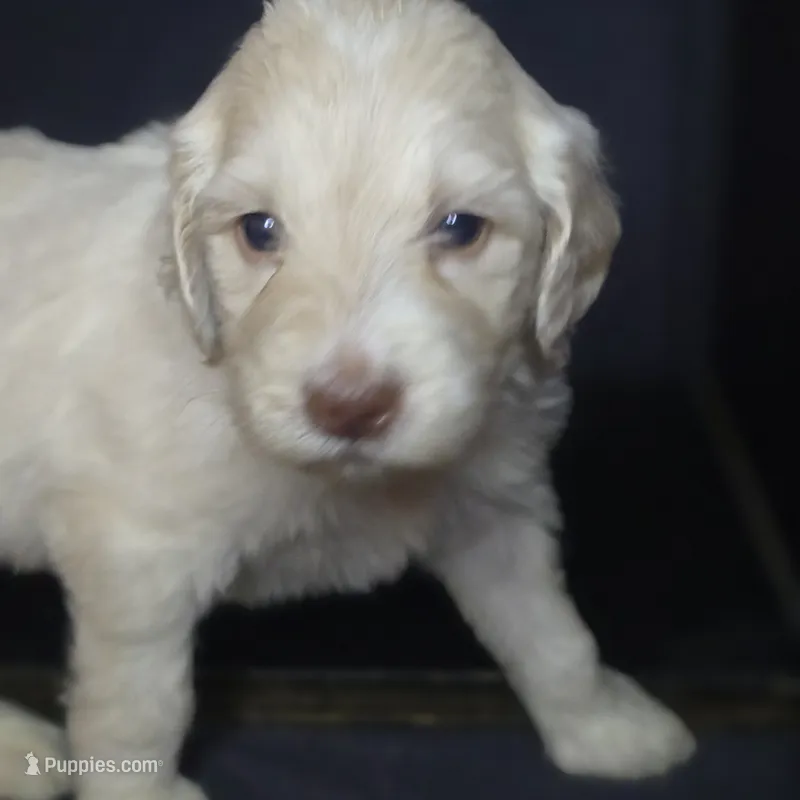 Buzz – Goldendoodle puppy for sale in Lake City, FL