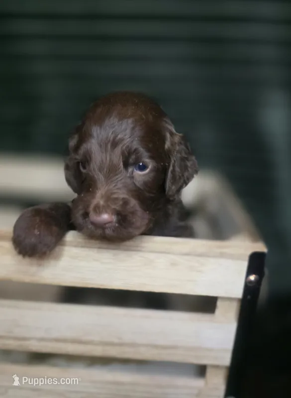 Ferris – Irish Doodle puppy for sale in Lake City, FL