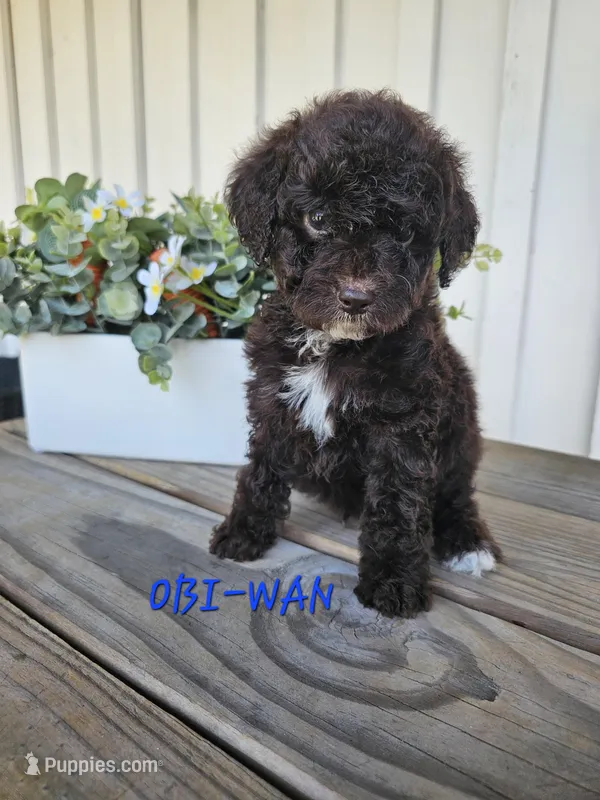 Obi-Wan  – Cockapoo puppy for sale in Lake City, FL