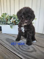 Obi-Wan , a male Cockapoo for sale in Lake City, FL – Photo 1 of 6