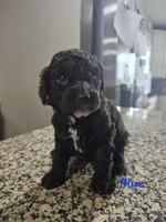 Obi-Wan , a male Cockapoo for sale in Lake City, FL – Photo 3 of 6