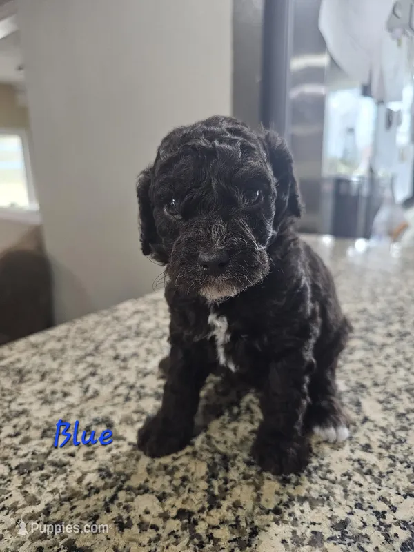 Obi-Wan  – Cockapoo puppy for sale in Lake City, FL