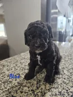 Obi-Wan , a male Cockapoo for sale in Lake City, FL – Photo 2 of 6