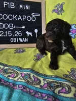 Obi-Wan , a male Cockapoo for sale in Lake City, FL – Photo 5 of 6