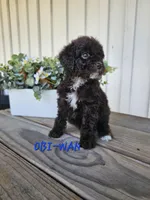 Obi-Wan , a male Cockapoo for sale in Lake City, FL – Photo 6 of 6