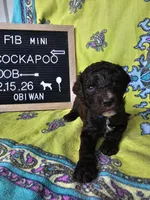 Obi-Wan , a male Cockapoo for sale in Lake City, FL – Photo 4 of 6