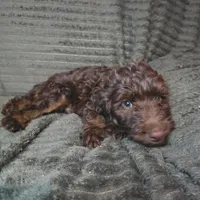 Sullivan, a male Irish Doodle for sale in Lake City, FL – 6 of 8