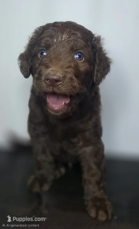 Slinky Dog – Goldendoodle puppy for sale in Lake City, FL