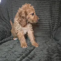 Talulla, a female Irish Doodle for sale in Lake City, FL – 10 of 10