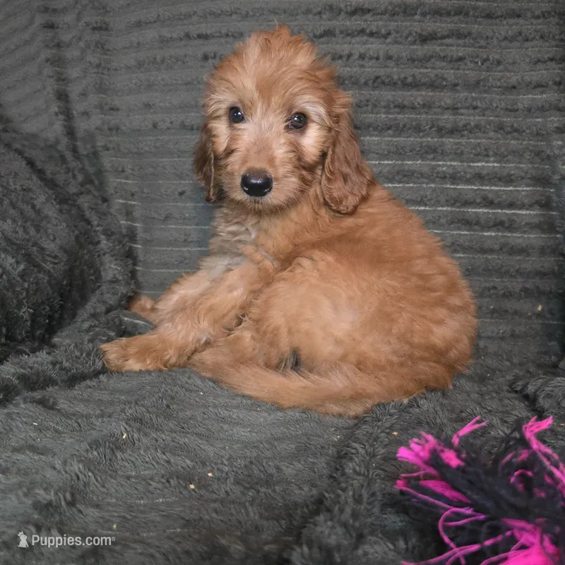 Grady – Irish Doodle puppy for sale in Lake City, FL