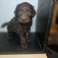 Slinky Dog, a male Goldendoodle for sale in Lake City, FL – 5 of 5