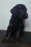 Bree, a female Irish Doodle for sale in Lake City, FL – 9 of 10