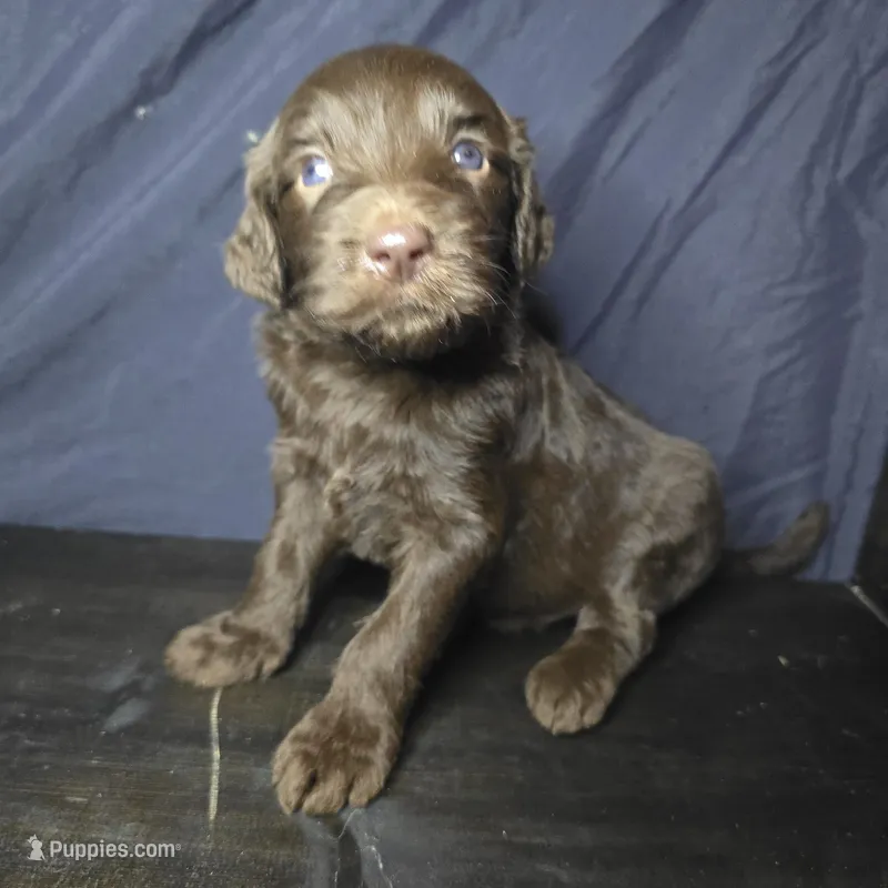 Bullseye – Goldendoodle puppy for sale in Lake City, FL