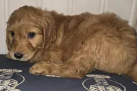 processed/09ca421d-17e6-4899-a694-814dedb25bac/listing/f87339c6-604c-4bc3-99b1-a2698e791dc0/46a1f921-9a83-4f23-8350-b85e2da2df79