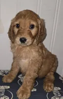 processed/09ca421d-17e6-4899-a694-814dedb25bac/listing/f87339c6-604c-4bc3-99b1-a2698e791dc0/ad15f41b-1861-4186-ba71-825930df7233