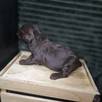 Bullseye, a male Goldendoodle for sale in Lake City, FL – 4 of 5