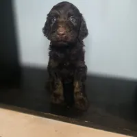 Sullivan, a male Irish Doodle for sale in Lake City, FL – 3 of 5