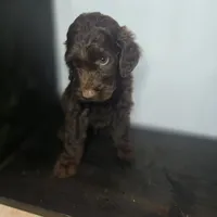 Ferris, a male Irish Doodle for sale in Lake City, FL – 1 of 4