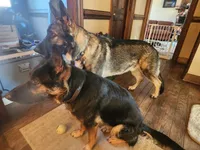 Jing, a female German Shepherd Dog for sale in Mechanicsville, VA – 5 of 5