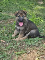 Keris, a female German Shepherd Dog for sale in Mechanicsville, VA – 4 of 6