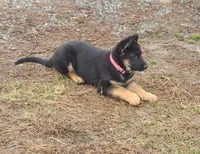 Kizzy, a female German Shepherd Dog for sale in Mechanicsville, VA – Photo 1 of 3