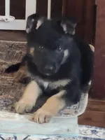 Kizzy, a female German Shepherd Dog for sale in Mechanicsville, VA – Photo 3 of 3