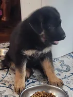 Kizzy, a female German Shepherd Dog for sale in Mechanicsville, VA – Photo 2 of 3