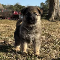 Bear, Jr, a male German Shepherd Dog for sale in Mechanicsville, VA – Photo 5 of 7