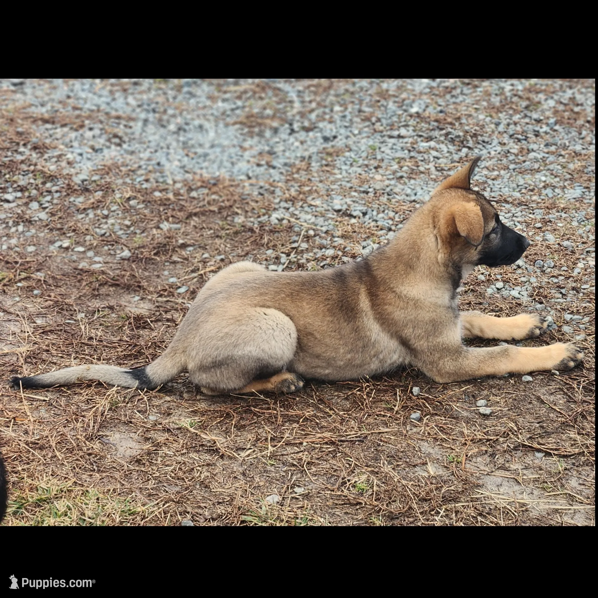 Bear, Jr, a male German Shepherd Dog for sale in Mechanicsville, VA – Photo 2 of 7