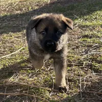 Bear, Jr, a male German Shepherd Dog for sale in Mechanicsville, VA – Photo 6 of 7