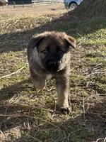 Bear, Jr, a male German Shepherd Dog for sale in Mechanicsville, VA – Photo 6 of 7