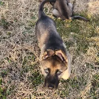 Bear, Jr, a male German Shepherd Dog for sale in Mechanicsville, VA – Photo 4 of 7