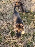 Bear, Jr, a male German Shepherd Dog for sale in Mechanicsville, VA – Photo 4 of 7