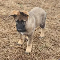 Bear, Jr, a male German Shepherd Dog for sale in Mechanicsville, VA – Photo 1 of 7