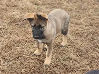 Bear, Jr, a male German Shepherd Dog for sale in Mechanicsville, VA – Photo 1 of 7