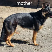 Bear, Jr, a male German Shepherd Dog for sale in Mechanicsville, VA – Photo 7 of 7