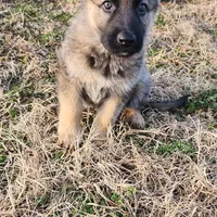 Bear, Jr, a male German Shepherd Dog for sale in Mechanicsville, VA – Photo 3 of 7