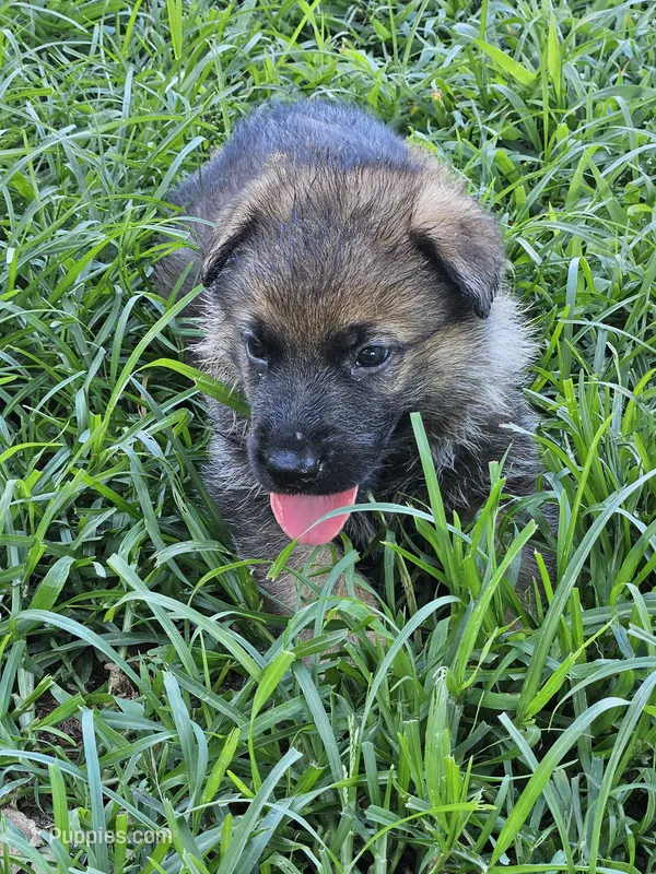Daly – German Shepherd Dog puppy for sale in Mechanicsville, VA