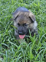 Daly, a male German Shepherd Dog for sale in Mechanicsville, VA – 1 of 4